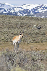 Pronghorn in Yellowstone National Park during the spring