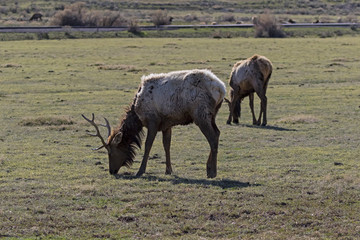 Elk at Yellowstone National Park