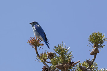Blue bird at Yellowstone National Park