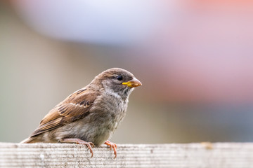 Closeup of sparrow on grey background