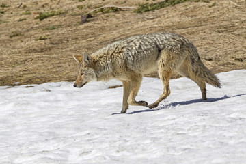 Wolf hunting at Yellowstone National Park