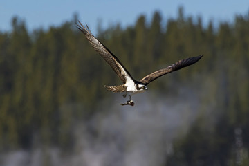 Bird osprey at Yellowstone National Park