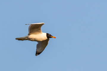 Fototapeta na wymiar Flying Gull, Black headed Gull - Chroicocephalus ridibundus Black headed Gull flying under a blue sky.