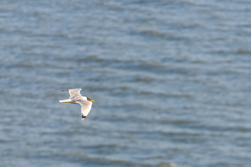 Seagull bird flying view on sea background