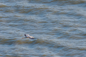 Obraz premium A heron hunting in the sea. Grey heron on the hunt