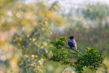Grey crow, hooded crow or Corvus corone cornix on branch