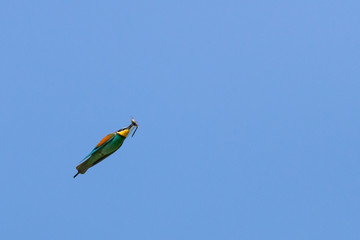 European bee-eater in fly hunting on dragonfly
