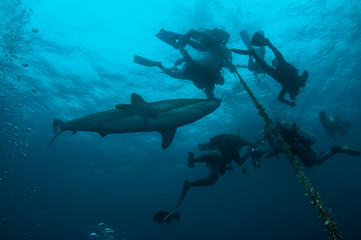 Tubarão e mergulhadores