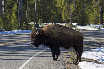 Bison at Yellowstone National Park during early spring