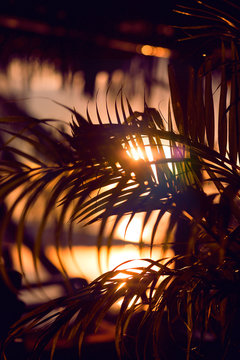 Tropical palm leaves on sunset