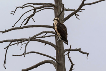 Bird osprey hunting from tree limb perch above Yellowstone stream