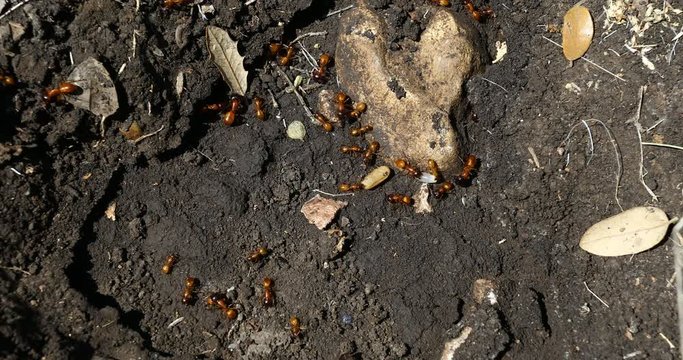 Ants trying to save their eggs.  I am not sure species these are, they were found in Sonora Texas.