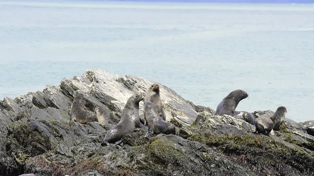 Antarctic fur seal pup on rock