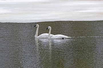 Swans swim at lake with snow during the spring at Yellwostone National Park