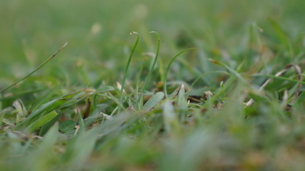 Focus on grasses