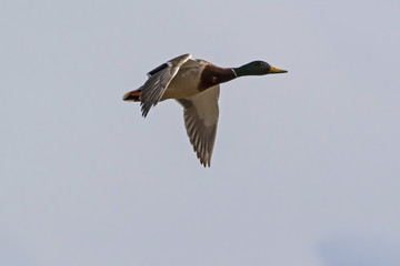 Duck flying at Yellowstone National Park during the early spring