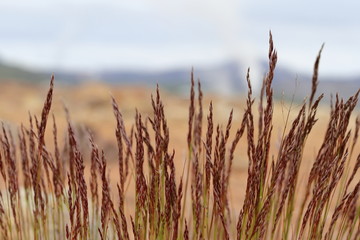 Obraz premium native field