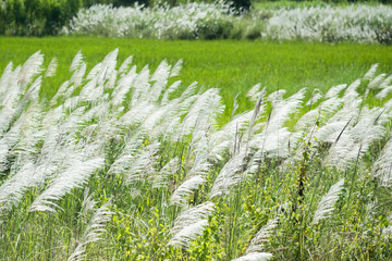 Kans grass , Saccharum spontaneum in the wind