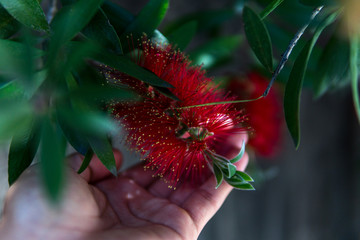 Red Flower with Hand