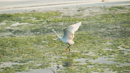 Closeup Shot at A beautiful White Little Egret (Egretta Garzetta) Spreaded its Wings in A Swamp or Lake.