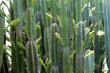 Cactus with flower close up shot.