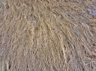 Texture of dry grass, background of dry grass, wallpaper with texture of dry grass