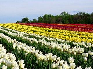 Field of colorful tulips on a hill with woods in the background