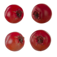 set of hawthorn isolated