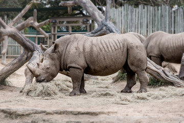 Fototapeta premium Rhino