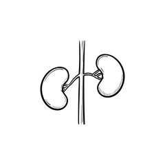 Kidneys hand drawn outline doodle icon