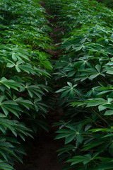 Row of Cassava farm