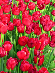 Lots of bright red tulips in a field