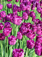 Fototapeta premium Field of purple tulips blooming in spring