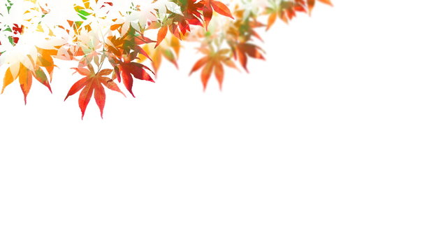 秋のカラフルな紅葉風景（背景画）
