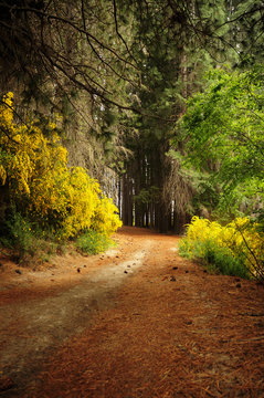 Bosques de Arrayan