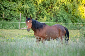 A Horse in the pasture