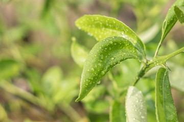 Leaf After the Rain