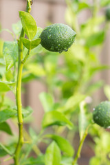 Lime After the Rain