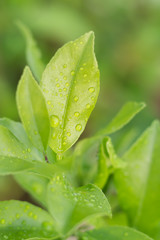 Green Leaf After the rain