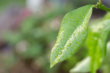 Leaf After the Rain