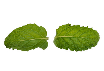Mint leaves on white background.