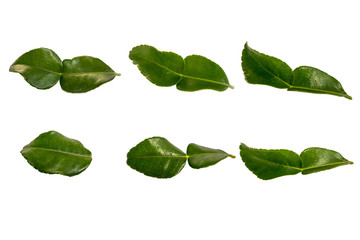 kaffir Lime leaves on white background.