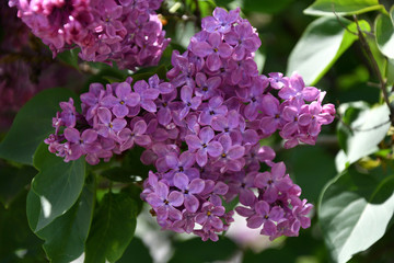 Sprig of lilac purple color