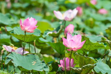 Pink lotus flower in pond