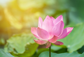 Pink lotus flower in pond
