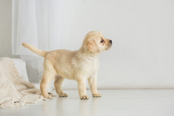 Lovely puppy standing and looking away
