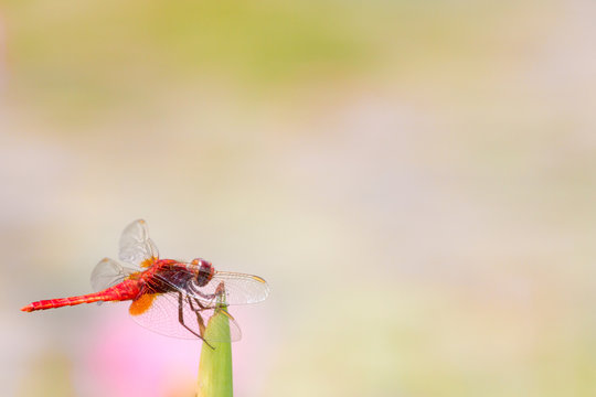 赤とんぼ の画像 8 819 件の Stock 写真 ベクターおよびビデオ Adobe Stock