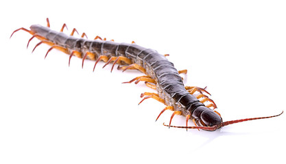 centipede isolated on white background