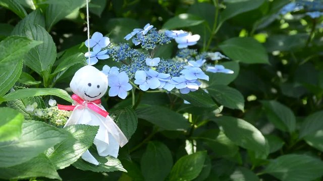 てるてる坊主　あじさい




