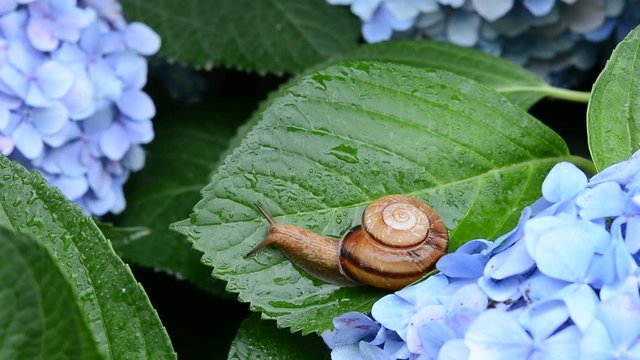 かたつむり　あじさい





